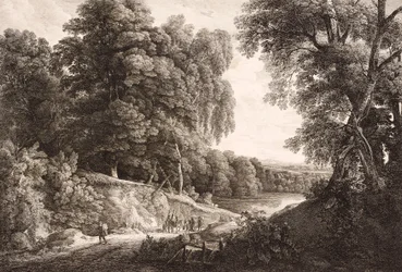 Forest Landscape