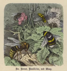 Bee, Hornet, Humble-bee, and Wasp