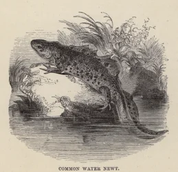Common Water Newt