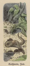 Earthworm, Ants