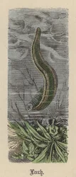Leech