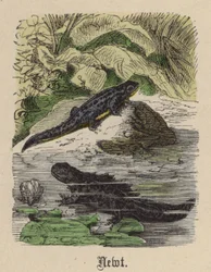 Newt