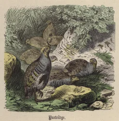 Partridge