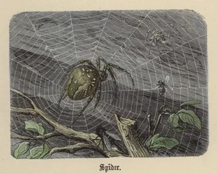 Spider