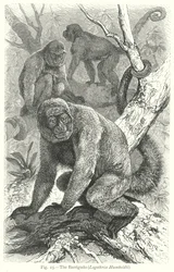 The Barrigudo (Lagothrix Humboldti) (engraving)
