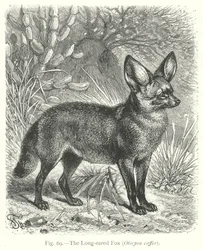 The Long-Eared Fox (Otocyon Caffer)