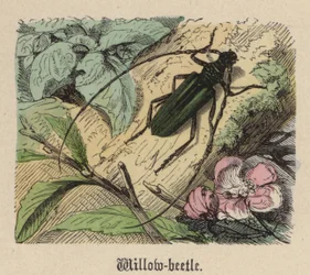 Willow-beetle