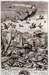 A Variety of Birds