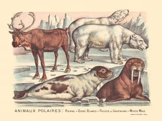 Page 14: Polar Animals: Reindeer, Polar Bears, Harp Seal, Male Walrus