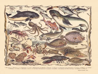 Page 16: Jellyfish, porpoise, herring, tuna, mackerel, shark, mullet, octopus, sardines, lobster, cuttlefish, cod, turbot, beard, crab, hermit Bernard, oysters, scallops, asteria, tile, ray, sole, lobster, mussels