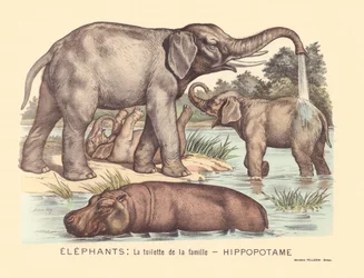 Elephants: The Toilet of the Hippopotamus Family