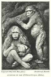 Ancestors of Man, Pithecanthropus Alalus
