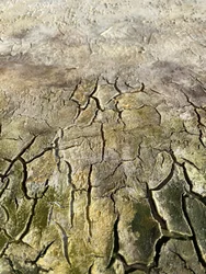 Weathered Bark Pattern
