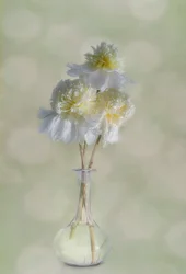 Elegant White Blooms