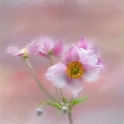 Gentle Pink Blooms