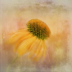 Golden Coneflower Dream