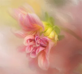 Soft Pink Dahlia