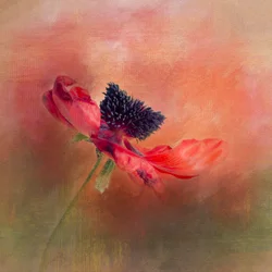 Vibrant Poppy Bloom