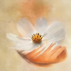 White Cosmos Feather