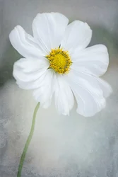 Delicate White Cosmos