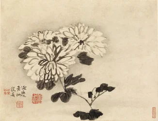 Chrysanthemums