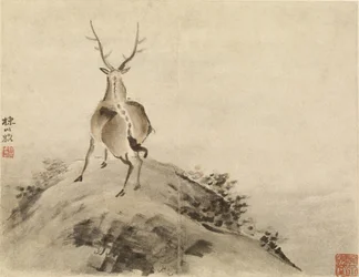 Stag