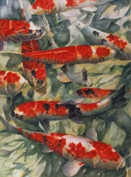 Koi Carp