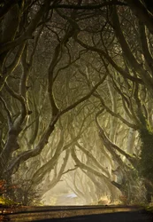 Enchanted Tree Tunnel