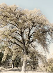Vintage Country Tree