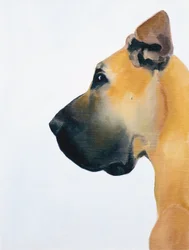 Great Dane