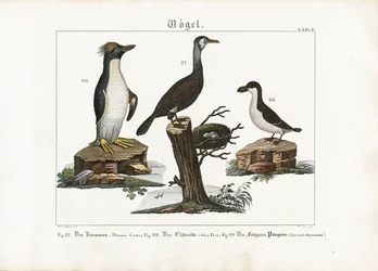 Seabirds: Great Cormorant, Northern Fulmar, and Macaroni Penguin