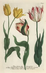Tulip varieties, Tulipa gesneriana