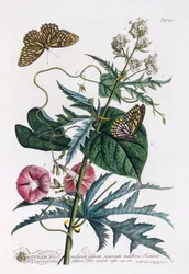 1. Abutilon, 2. Convolvulus, c. 1748 hand coloured engraving