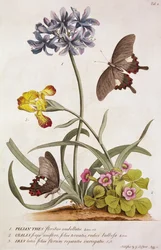 Agapanthus Africanus, Iris Variegata and a Species of Oxalis, from "Plantae et Papiliones Rariores"