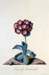 Auricula Duke of Cumberland, c. 1743