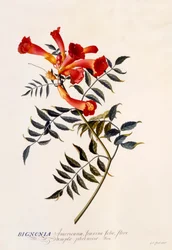 Bignonia Americana, c. 1743 hand coloured engraving