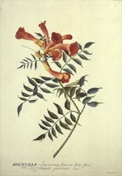 Bignonia americana