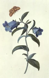 Canterbury Bell