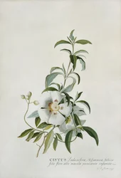 Cistus