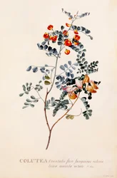 Colutea, hand coloured engraving