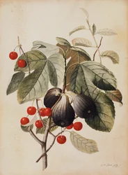 Figs and Cherries