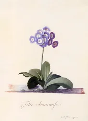 Garden Auricula Fille Amoureuse, hand coloured engraving