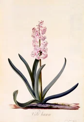Hyacinth 
