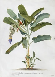 Musa