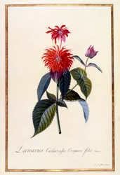 Oswego Tea Plant