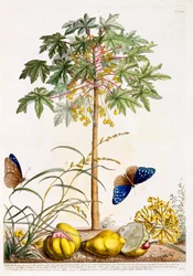 Papaya, c. 1748 hand coloured engraving