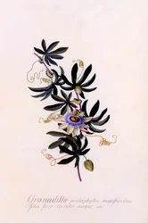 Passiflora Granadilla