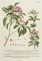 Plantae Selectae: No. 38