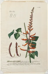 Plantae Selectae: No. 58 - Corallodendron