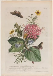 Plantae et papiliones rariores: No. 9